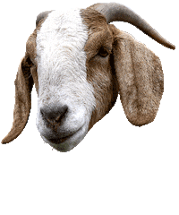 College Basketball Goat Sticker by Capital One