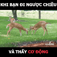 lozihn GIF by Lozi Singapore Co.