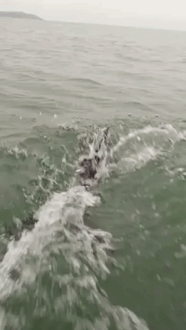 Dolphins Glide Alongside Jet Ski on Welsh Coast