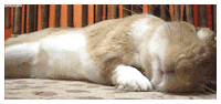 Bunny Sleeping GIF