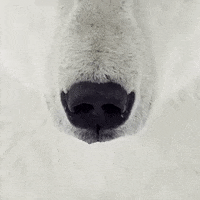 Hockey Look GIF by Eisbären Berlin