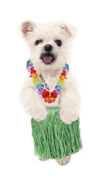 dance dog Sticker by MISO PUP