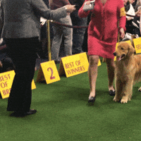 dog show dogs GIF by Westminster Kennel Club