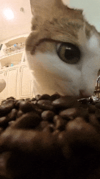 Hungry Cat Bao Bao GIF