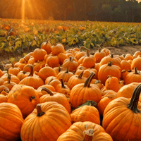 Plant-Based Fall GIF by Caavakushi