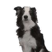 ishootyou border collie bordercollie ishootyou i shoot you Sticker