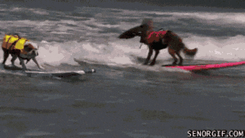 dog GIF by Cheezburger