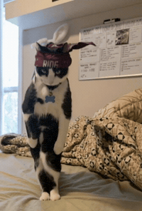 Jookincat GIF