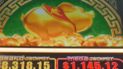 HuckPhtoee giphyupload pig piggy pokies GIF