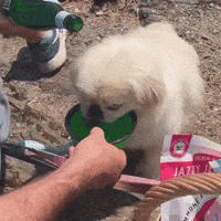 Team Pekingese GIF by Caravan of Paws