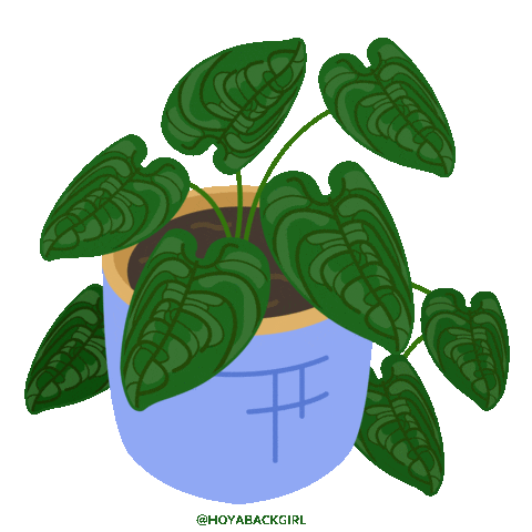 hoyabackgirl green plant plants monstera Sticker