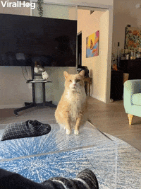 How My Cat Walter Asks For Treats GIF by ViralHog