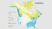 common loon GIF by audubon