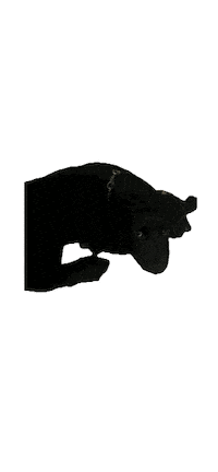 Puppy Abbey Sticker by lyallpenleyphotos