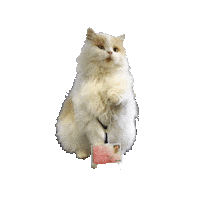 Cat Rug Sticker by University of Groningen