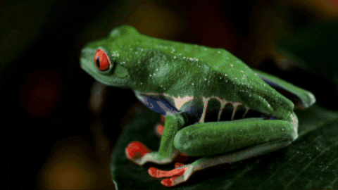 CreatureFeatures giphygifmaker red eyed tree frog GIF