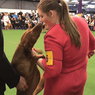 westminster dog show dogs GIF by Westminster Kennel Club