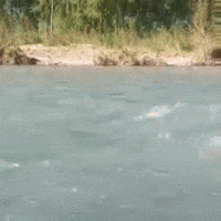 Rafting Raft GIF by philoyolo