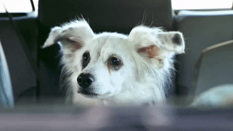 Animal Planet GIF by Puppy Bowl