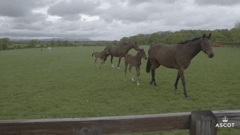 Baby Omg GIF by Ascot Racecourse