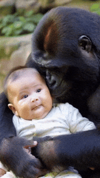 Baby Gorilla GIF by systaime