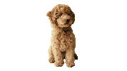 Poodle Sticker