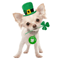 st patricks day dog Sticker by MISO PUP