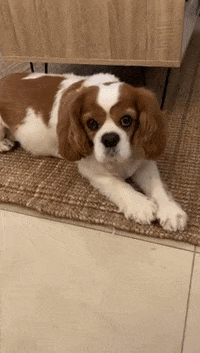 Dogs Love GIF by Seez