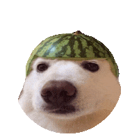 watermelon STICKER by imoji