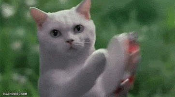 cat gatos GIF