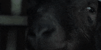 the witch horror GIF by A24