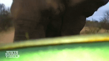 swag elephant GIF