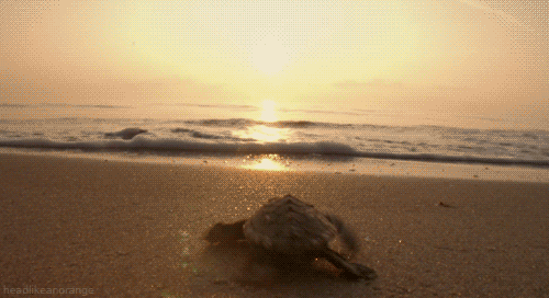loggerhead turtle beach GIF by Head Like an Orange