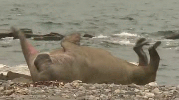 walrus GIF