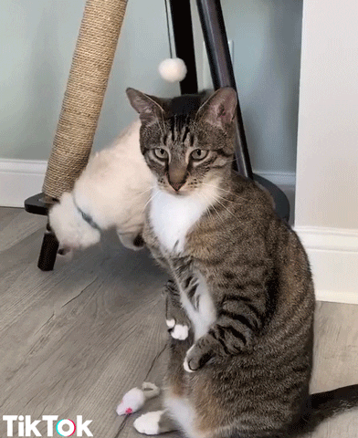 cat what GIF by TikTok