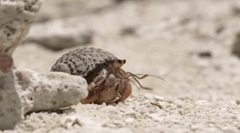 moodman giphygifgrabber crab hermit crab GIF