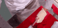 masterchef_es funny fun tv gif GIF