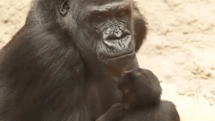 zoo gorilla GIF