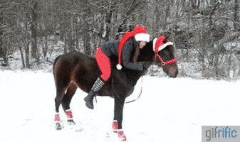 horse GIF