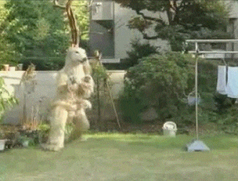 dog dancing GIF