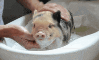 pigs GIF