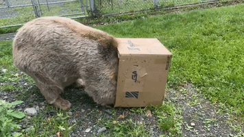 Brown Bear Plays With Empty Box
