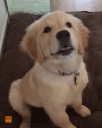 Louie The Golden Retriever Makes for Cuteness Overload