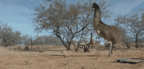 ostrich GIF