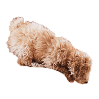 Slim Sticker by Tory Burch