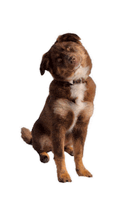 Dog Family Sticker by JusComte.de