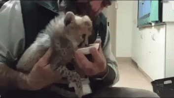 Puppy Teaches Social Skills to Cheetah Cub