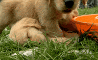 play ice GIF