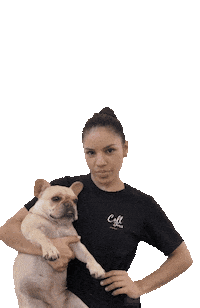 colldancecompany dog perro frenchie dance dog Sticker