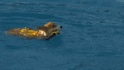Flying Pembroke Welsh Corgi GIF by American Kennel Club